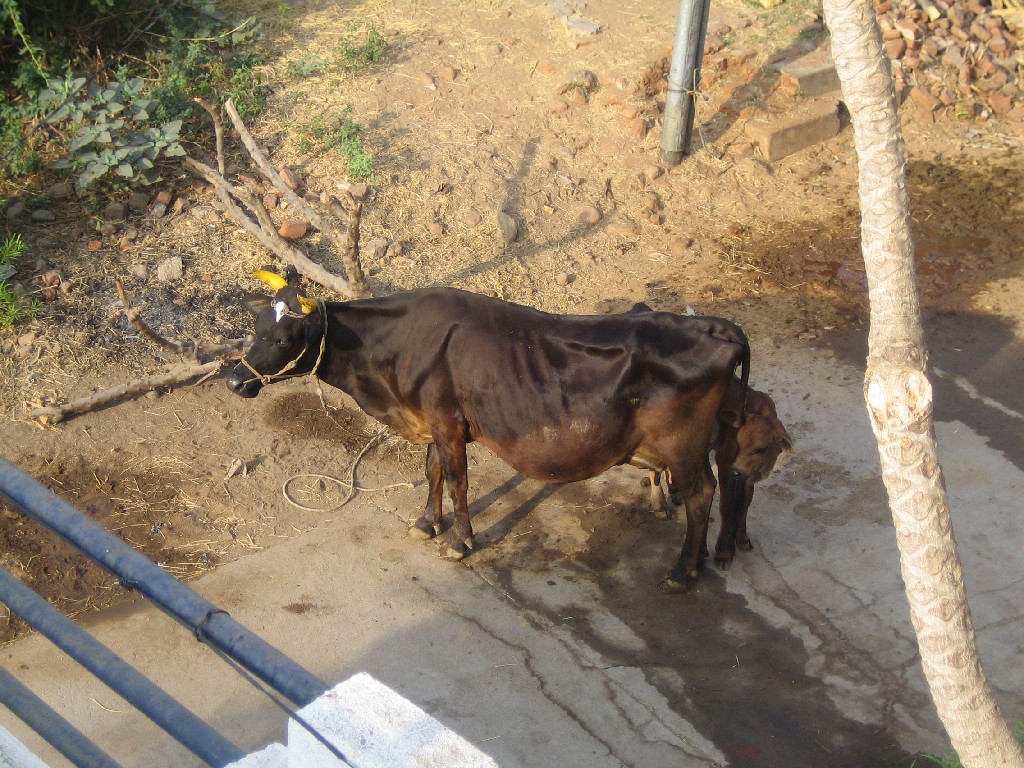 IMG_2783 cow on village street with her calf