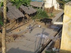 IMG_2782 Typical village street with cow and Rangoli (It is a form of street decoration that uses finely ground white powder and colours, and is used commonly outside homes in India.)
