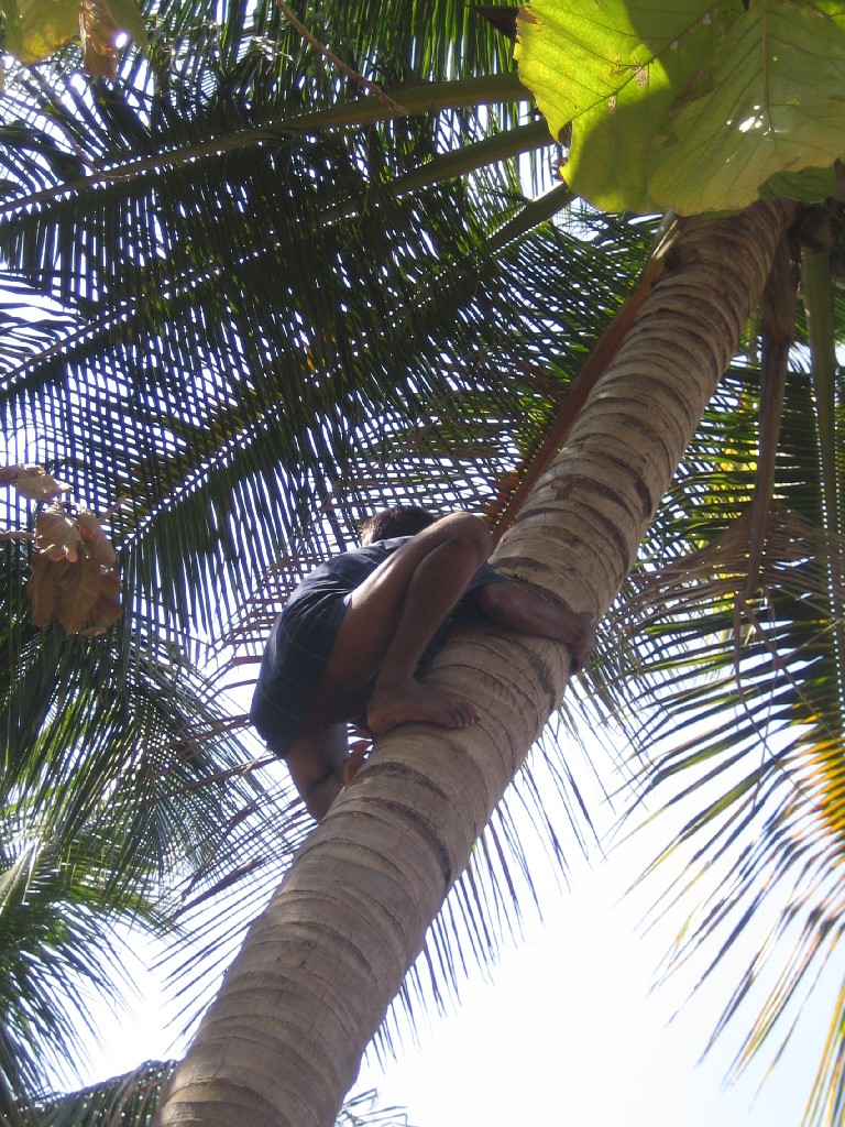 IMG_2817 Climbing a coconut tree needs training and power in arms and legs