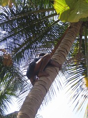 IMG_2817 Climbing a coconut tree needs training and power in arms and legs