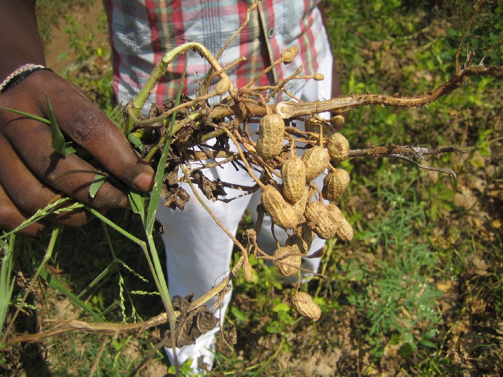 IMG_2831 harvested peanut plant