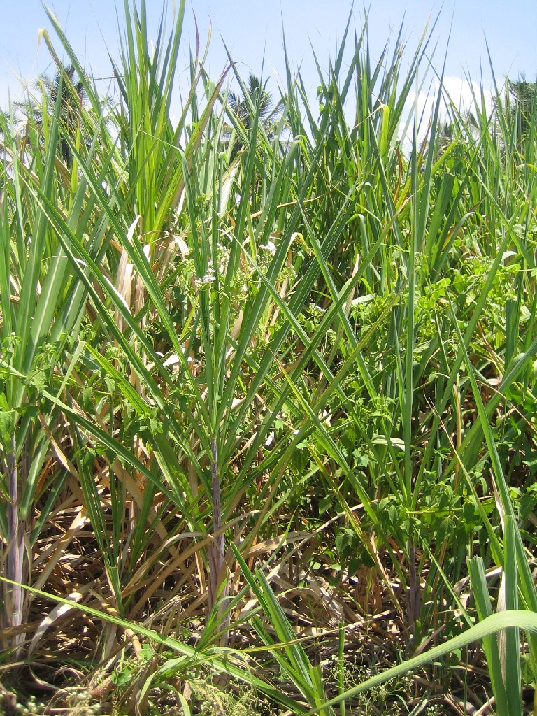 IMG_2842 sugar cane