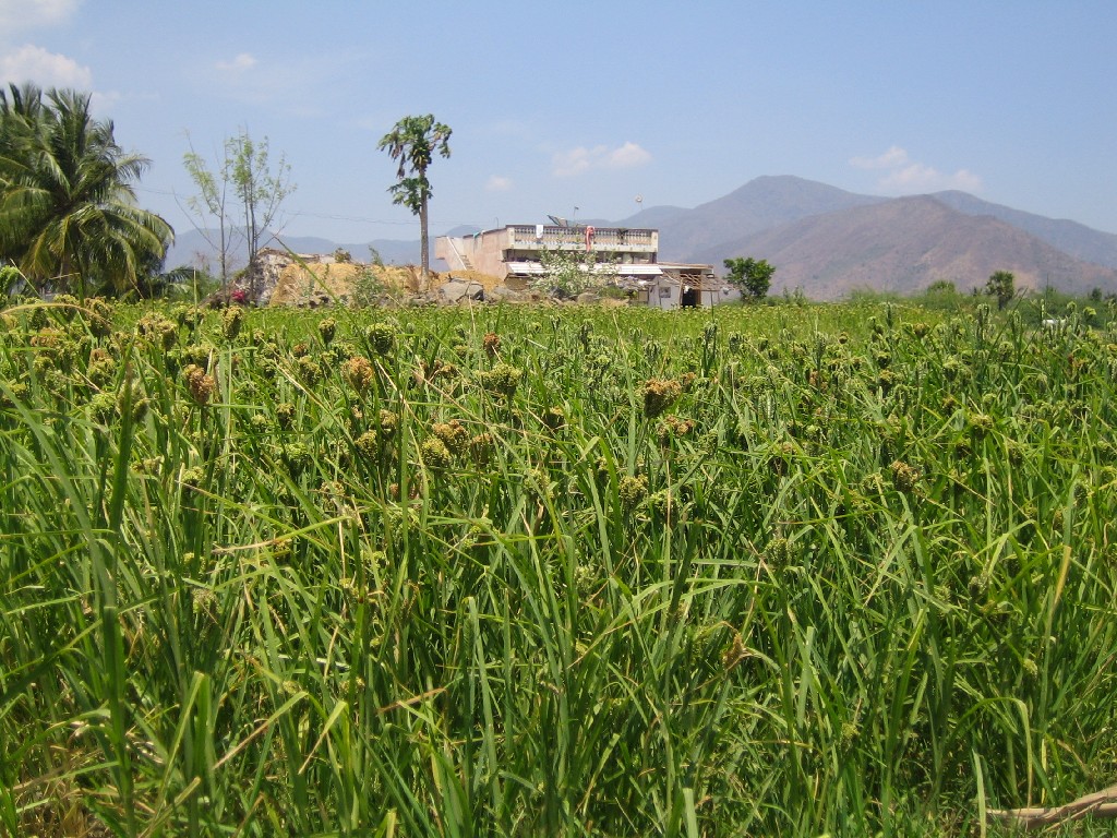 IMG_2852_ragi ragi, also called finger millet and is a typical indian corn,