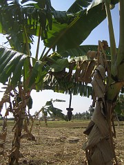 IMG_2811 Banana with blossom and fruits