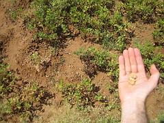 IMG_2830 peanut plants