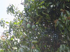 IMG_2832 Mango tree for green mangos (eaten with chili)