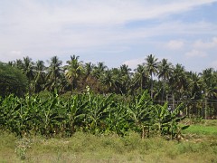 IMG_2834 banana plants