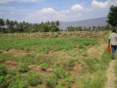 IMG_2837 ginger field