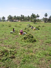 IMG_2841 harvesting peanuts