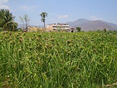 IMG_2852_ragi