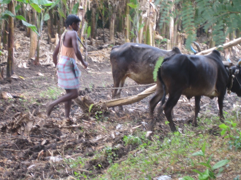 plough hard work for ox and farmer